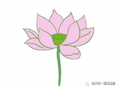 每天学一幅简笔画--荷花简笔画的画法步骤
