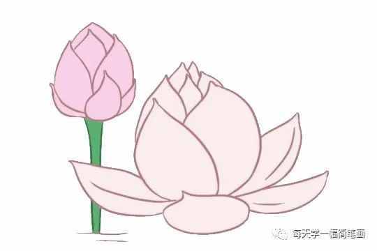 每天学一幅简笔画--荷花简笔画的画法步骤