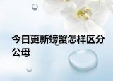 今日更新螃蟹怎样区分公母