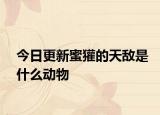 今日更新蜜獾的天敌是什么动物