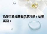 怡景三角梅是勤花品种吗（怡景溪园）