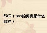 EXO（tao的狗狗是什么品种）