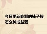 今日更新吃剩的柿子核怎么种成盆栽