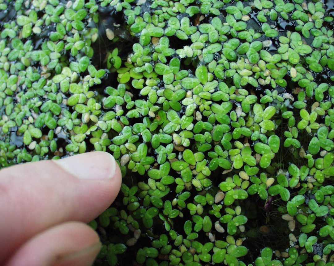 浮萍是一种什么样的植物