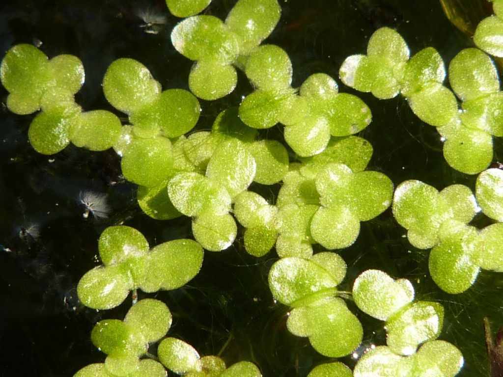 浮萍是一种什么样的植物