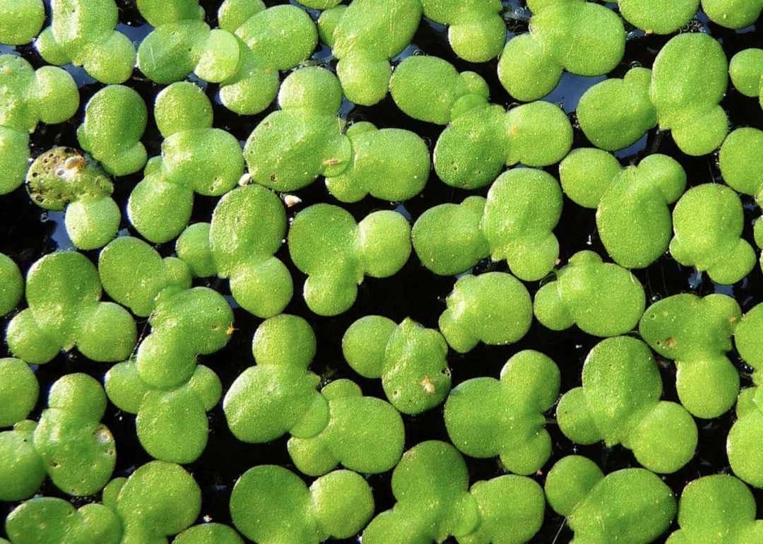 浮萍是一种什么样的植物