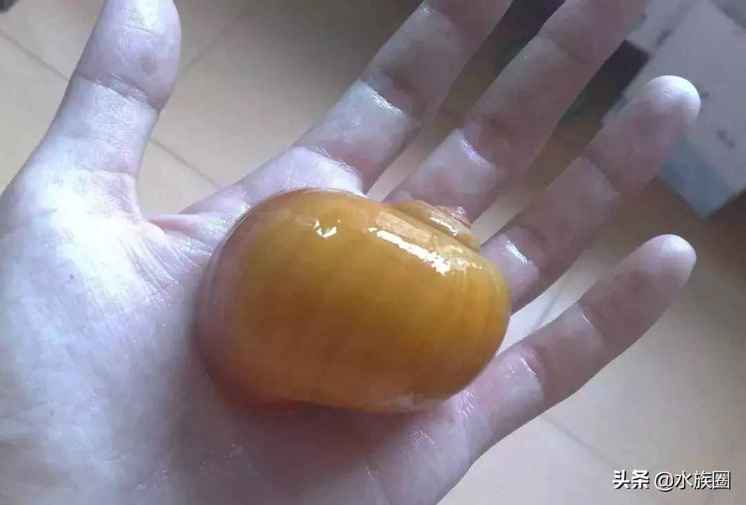 观赏螺介绍之黄金螺