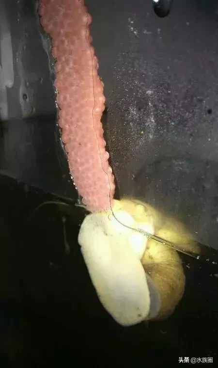 观赏螺介绍之黄金螺