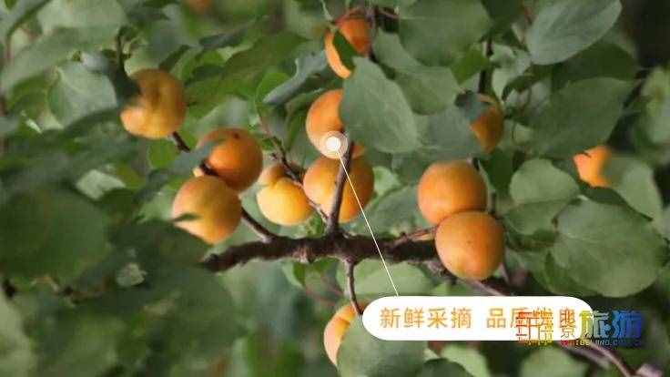 去京郊平谷“杏”福采摘——北寨红杏熟了！