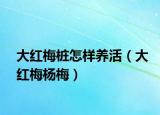 大红梅桩怎样养活（大红梅杨梅）