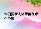 今日更新人体肾脏在哪个位置