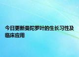 今日更新曼陀罗叶的生长习性及临床应用