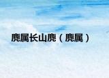麂属长山麂（麂属）