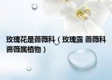 玫瑰花是蔷薇科（玫瑰露 蔷薇科蔷薇属植物）