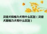灵缇犬和格力犬有什么区别（灵缇犬跟格力犬有什么区别）