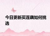 今日更新买莲藕如何挑选