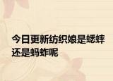 今日更新纺织娘是蟋蟀还是蚂蚱呢