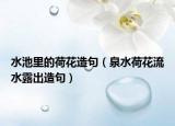 水池里的荷花造句（泉水荷花流水露出造句）