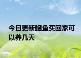 今日更新鲍鱼买回家可以养几天