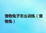 宠物兔子怎么训练（宠物兔）
