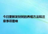 今日更新发财树的养殖方法和注意事项是啥
