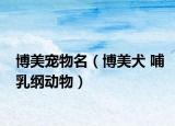 博美宠物名（博美犬 哺乳纲动物）
