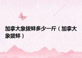 加拿大象拔蚌多少一斤（加拿大象拔蚌）