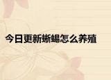 今日更新蜥蜴怎么养殖