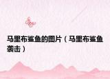 马里布鲨鱼的图片（马里布鲨鱼袭击）