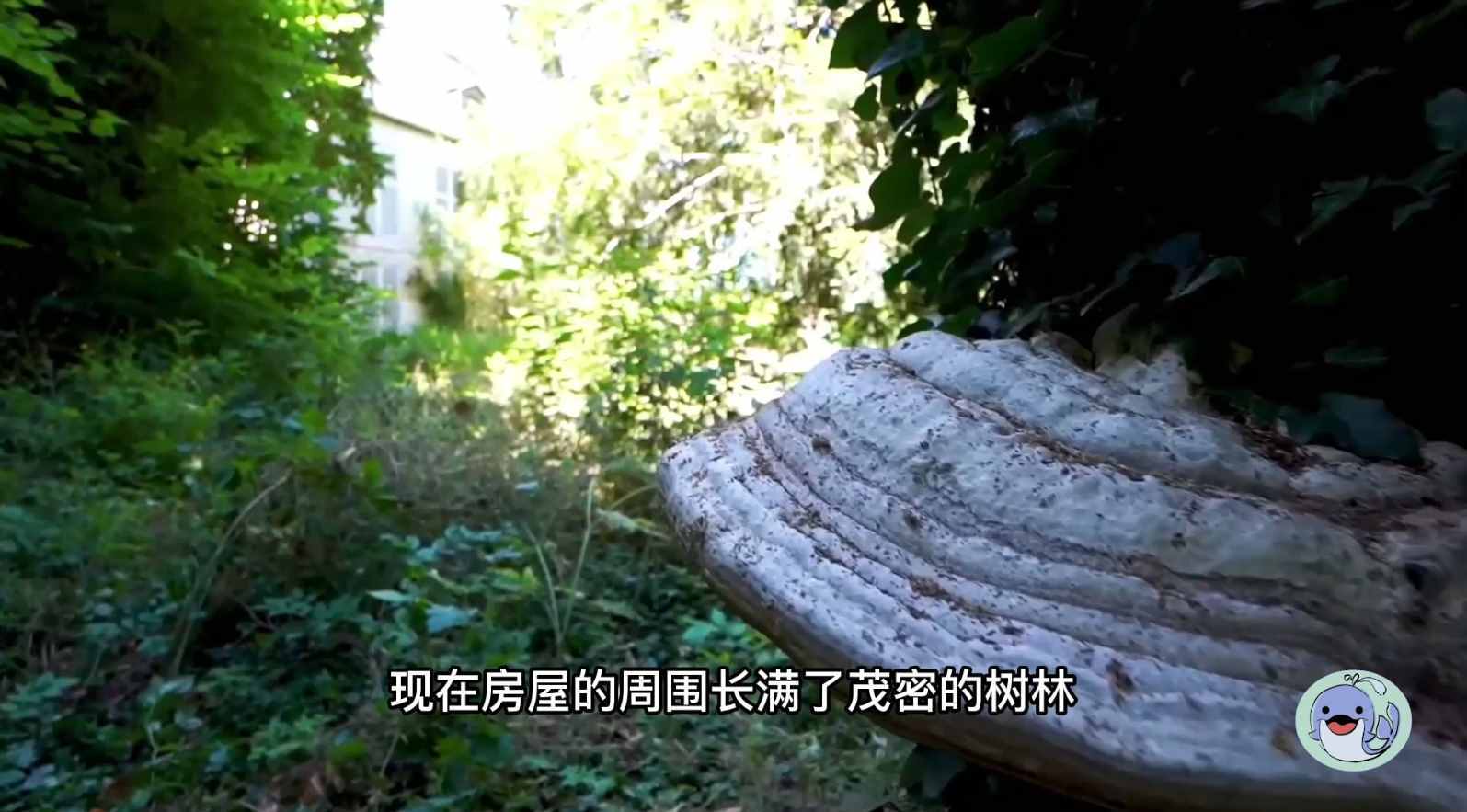 美国森林废弃38年的城堡，一位中国女性来到这里，孤独的生活