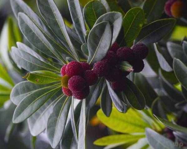 樱桃里面的小白虫是什么？泡出虫子的水果还能吃吗？
