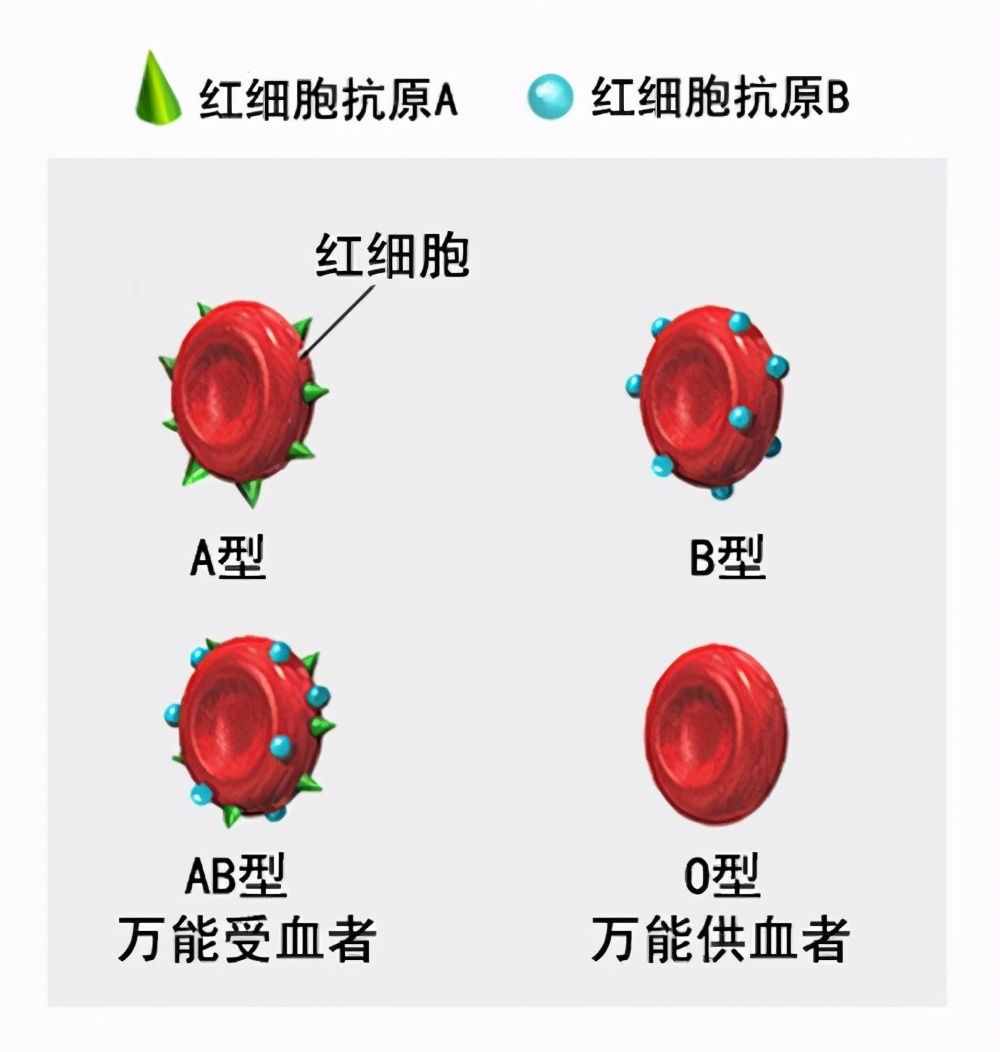 人的血型真的会影响性格吗