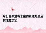 今日更新盆栽米兰的繁殖方法及其注意事项