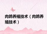 肉鸽养殖技术（肉鸽养殖技术）