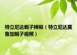 特立尼达蝎子辣椒（特立尼达莫鲁加蝎子视频）