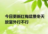 今日更新红梅盆景冬天放室外行不行