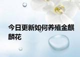 今日更新如何养殖金麒麟花