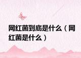 网红菌到底是什么（网红菌是什么）