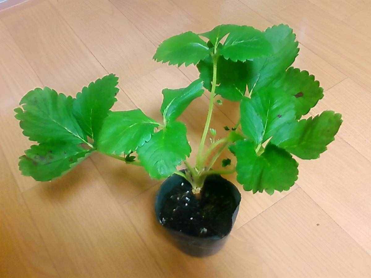 阳台盆栽草莓种植攻略，从幼苗、开花到结果，全过程指导