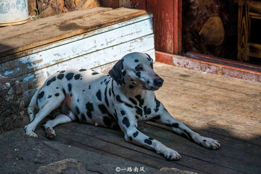 平均海拔高达2416米的丽江古城，冬天依然繁花似锦！