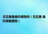 无花果是桑科植物吗（无花果 桑科榕属植物）