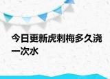 今日更新虎刺梅多久浇一次水