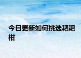 今日更新如何挑选耙耙柑
