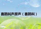 喜鹊叫声原声（喜鹊叫）
