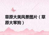 草原大美风景图片（草原大笨狗）