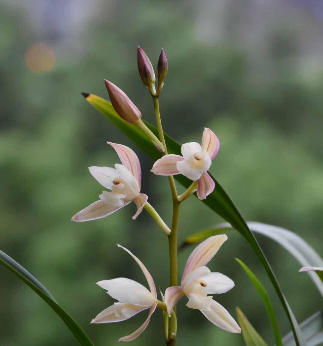六月份中旬了，什么兰花品种会开花？