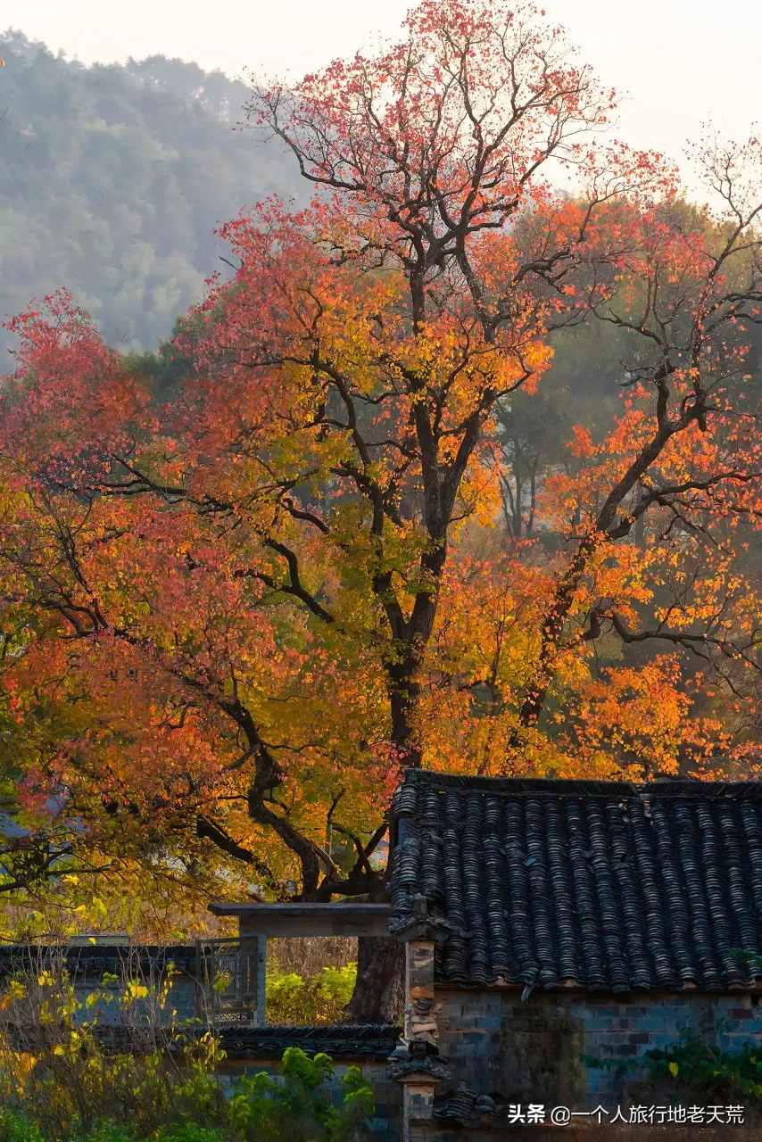 11月，全国最美的20个地方，哪个最让你心动