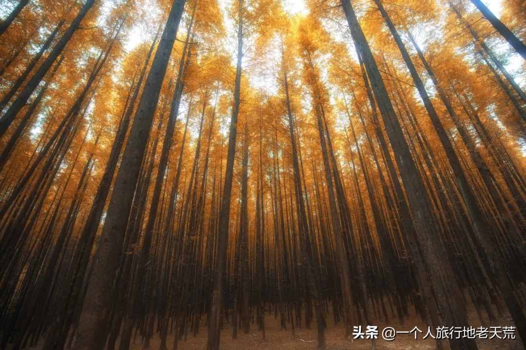 11月，全国最美的20个地方，哪个最让你心动