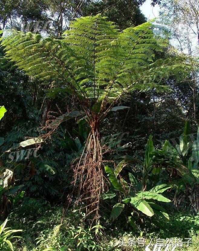 8种植物界的活化石、中国的国宝植物，除了人参外你还认识几个？