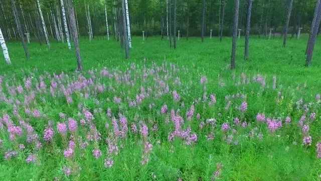 自驾游长白山就该这么走~让你一路欣赏延边别样的美景